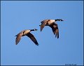 _2SB3683 canada geese